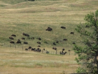 Herd of bison